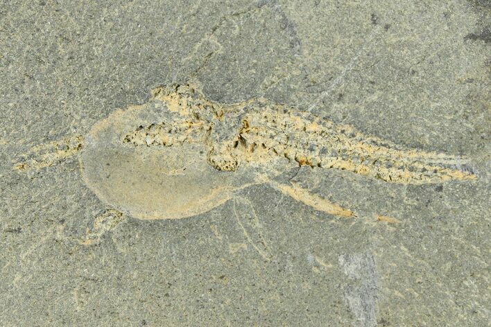Ordovician Brittle Star (Ophiura) - Morocco #365289